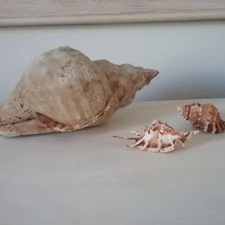 The Shell House